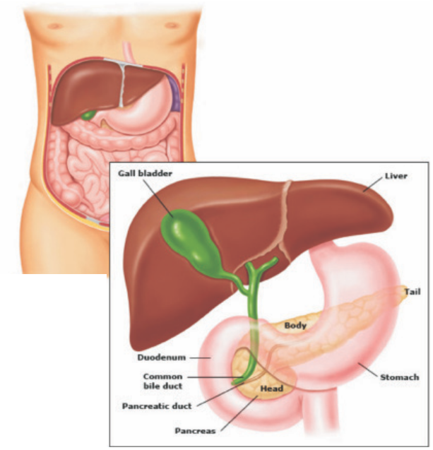 diagram of the pancreas