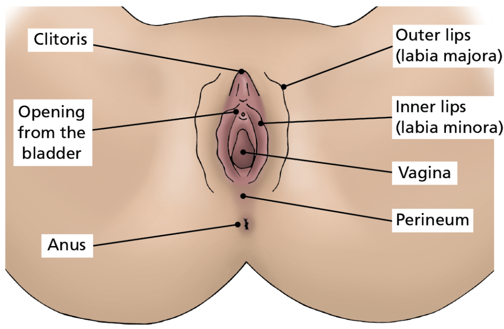 Picture of vulval area with labels