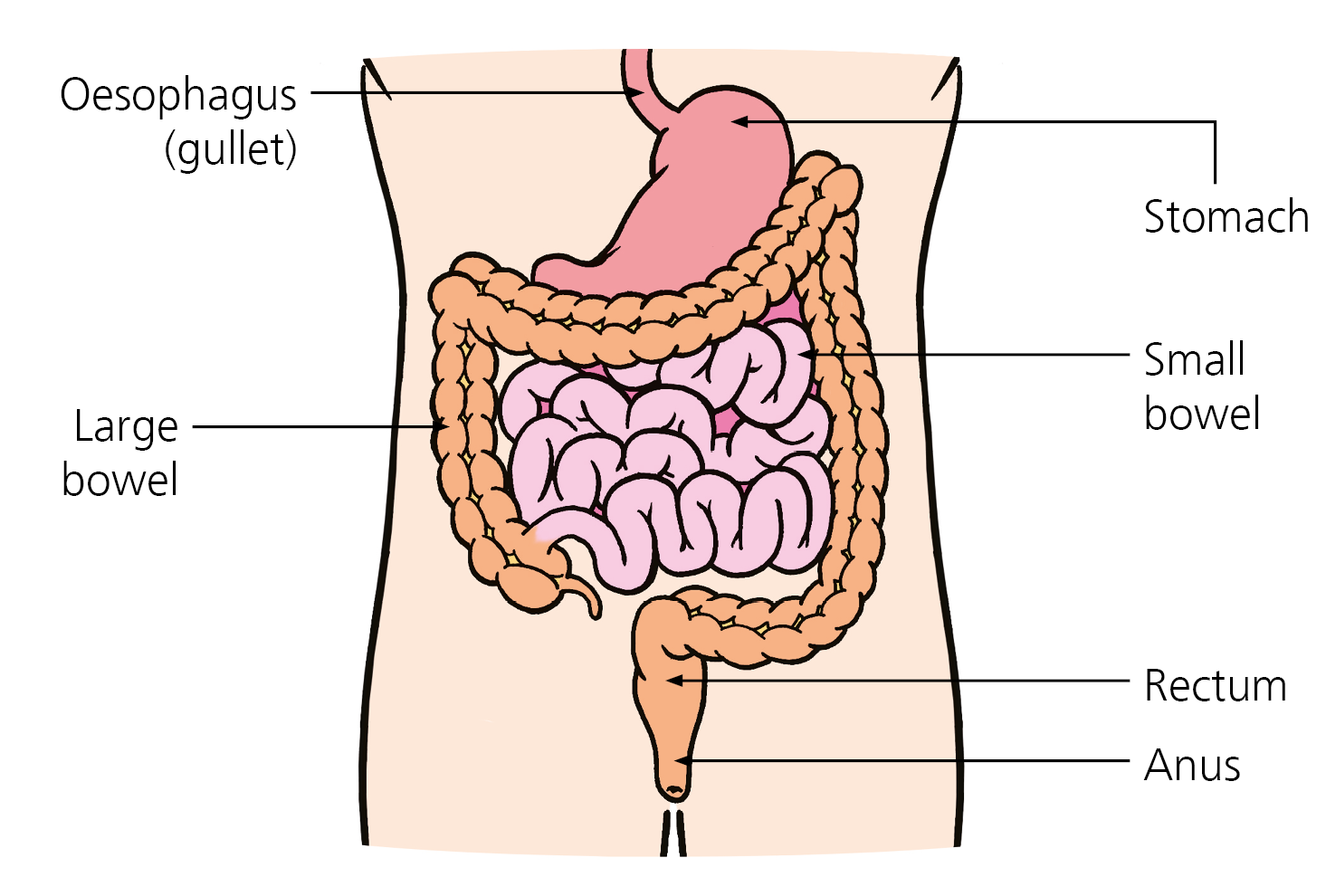 Image showing abdominal cavity and organs including; Oesophagus (gullet); Stomach; Large bowel; Small bowel; Rectum and Anus