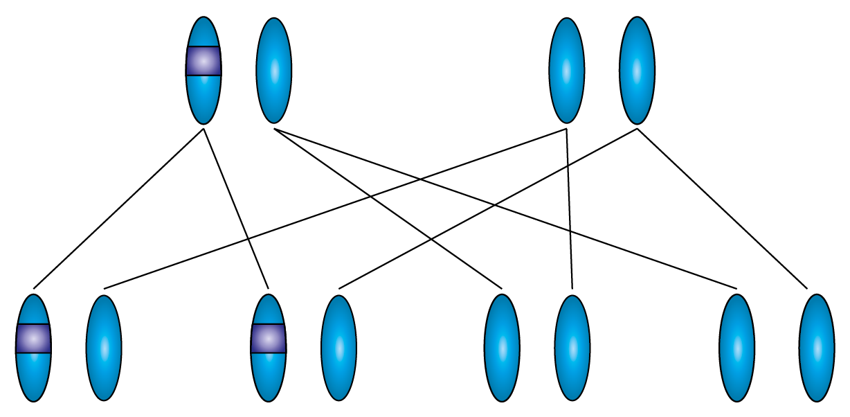 How are autosomal recessive conditions inherited