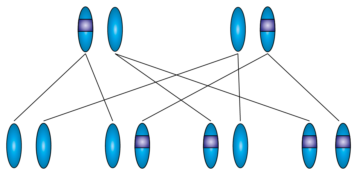 How are autosomal recessive conditions inherited