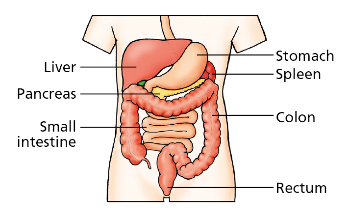 Illustration diagram of the digestive system showing the liver, pancreas, small intestine, stomach, spleen, colon and rectum.