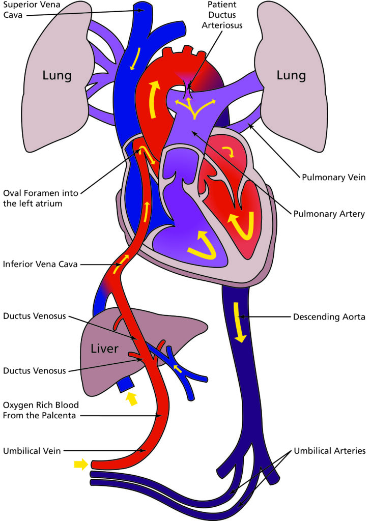 Illustration of the heart, lungs and liver showing blood circulation before birth