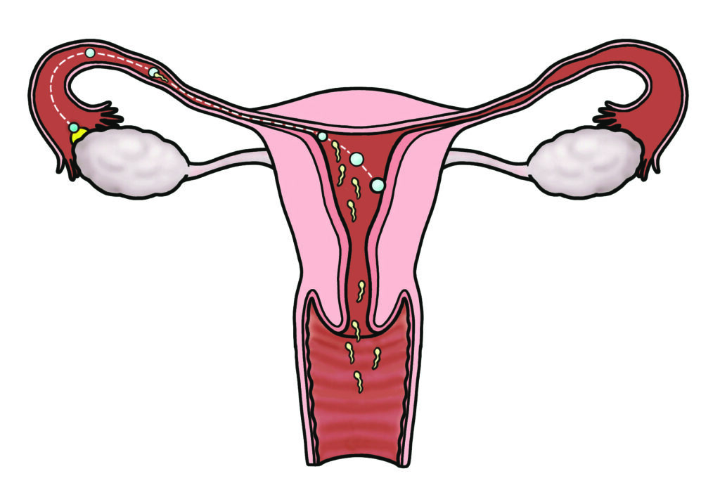 An illustration of the sperm swimming through the cervix, womb and fallopian tube to reach the egg released by the ovary, and the egg moving into the womb.