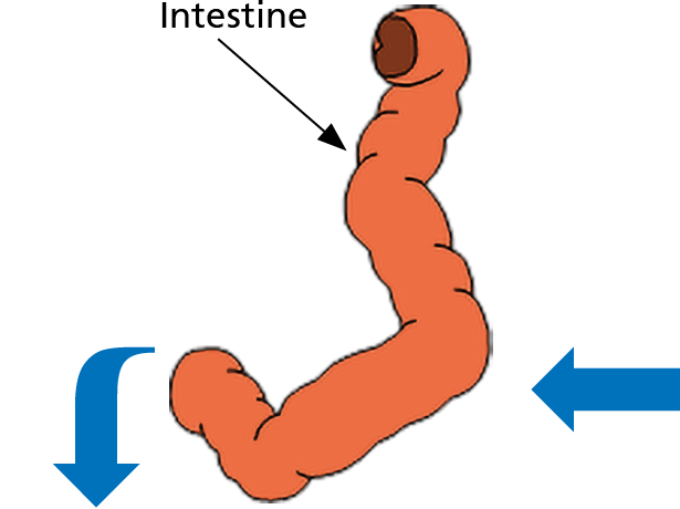 Illustration showing the flow of fluid into your intestine.