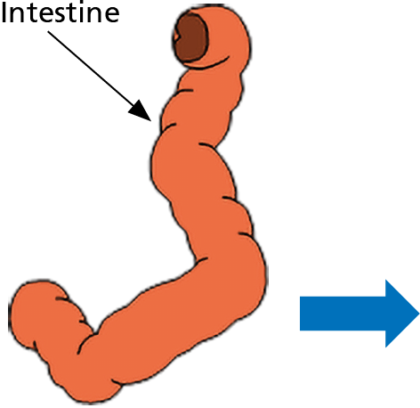 Illustration showing the flow of fluid into your body.