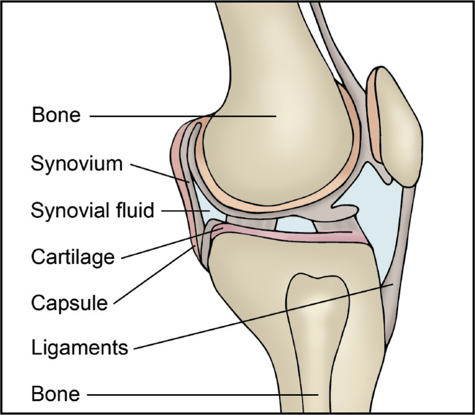 The image shows the bone, synovium, synovial fluid, cartilage, capsule and ligaments of a joint.