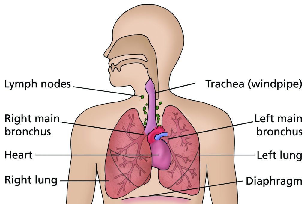 Illustration of the main structures of the lungs