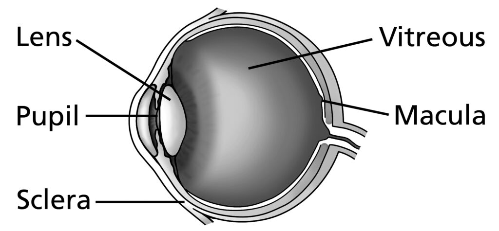 An illustrated diagram of an eye with labels