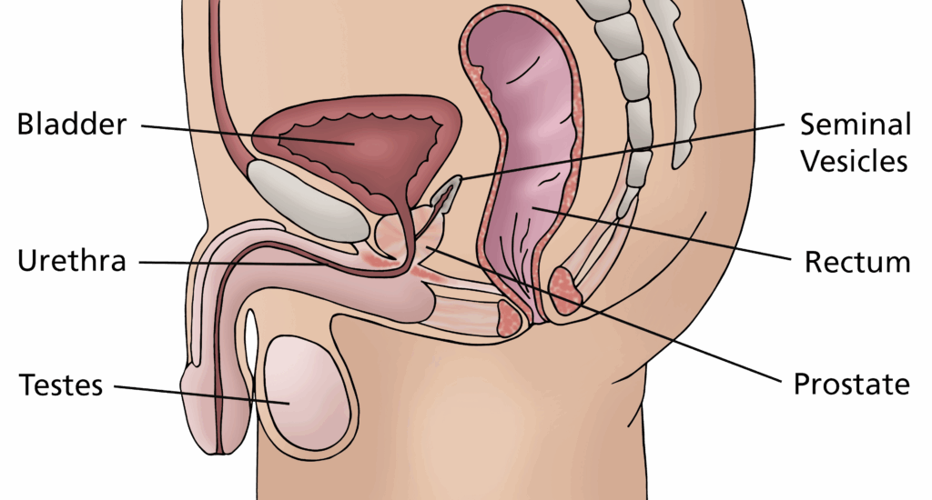 Illustration showing male genitalia.