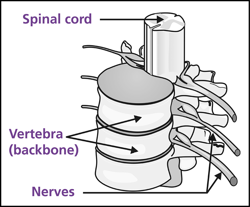 Illustration of the spinal cord, vertabra and nerves.