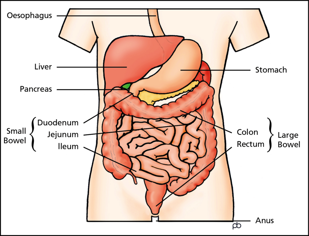 Illustration showing the digestive system.