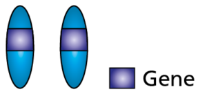 Diagram showing how a person genes are affected by the condition.