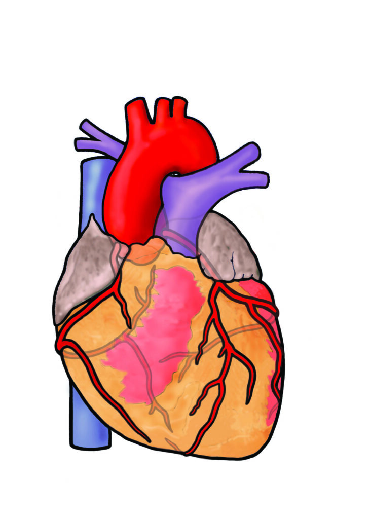 Illustration of a heart