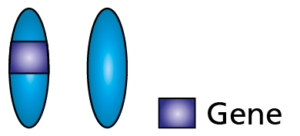 Diagram showing how a carrier is affected by the condition.