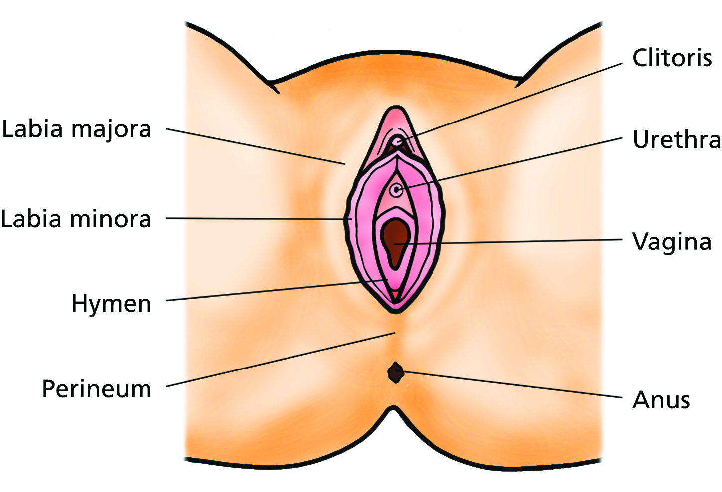 Illustration showing the clitoris, urethra, vagina, anus, labia majora, labia minora, hymen and perineum.