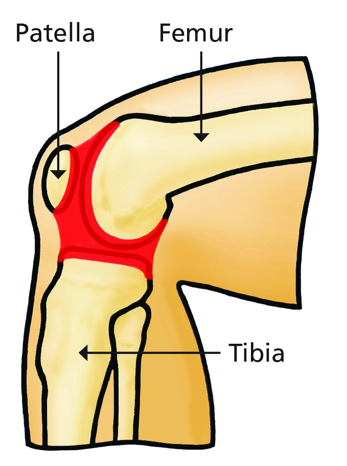 Illustration showing the Femur, Patella and Tibia.