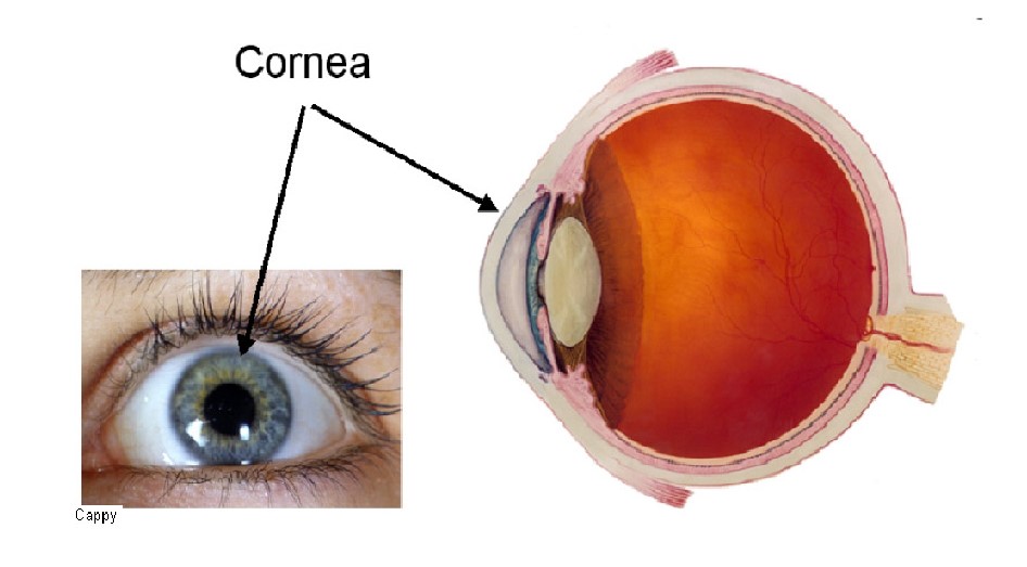 An image showing where the cornea is in the eye.