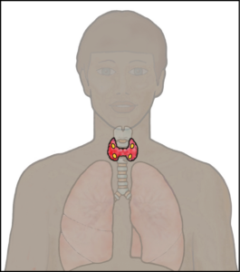 Illustration showing the thyroid gland position and shape in your neck.