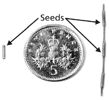 An image showing the size of the seeds next to a five pence coin.