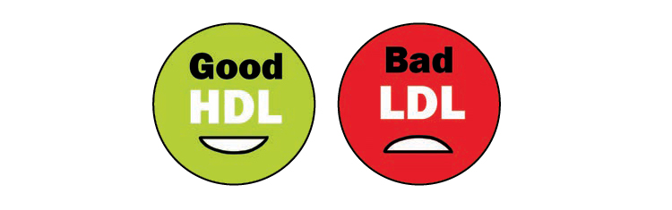 Good HDL & Bad LDL