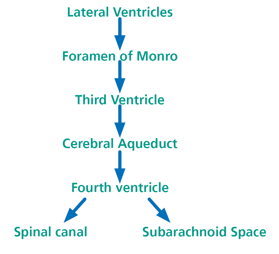 This image shows the ventricular system in the brain, and the flow of cerebrospinal fluid through them and a system of channels to the spinal canal and the subarachnoid spaces around the brain.