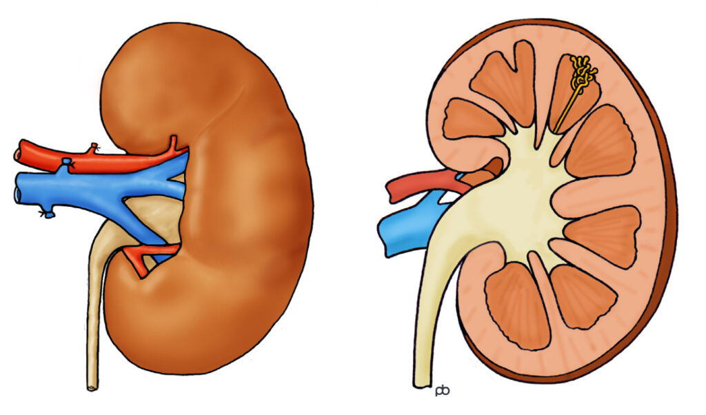 Illustration of a cross section of a kidney