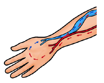 Illustration showing the veins running through an arm