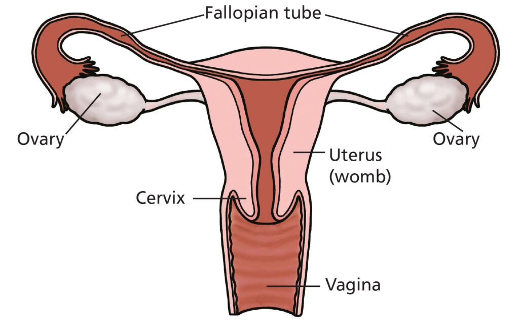 Image showing the ovaries, fallopian tubes, uterus (womb), cervix and vagina.