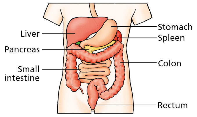 Diagram of the digestive system showing the liver, pancreas, small intestine, stomach, spleen, colon and rectum