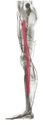 Illustration of the vein in the leg.