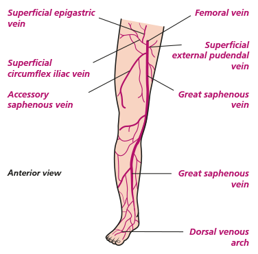 An image with labels showing the anterior view of a right leg.