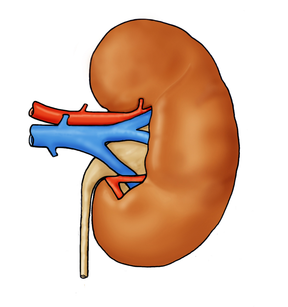 Diagram of a kidney showing the blood vessels entering