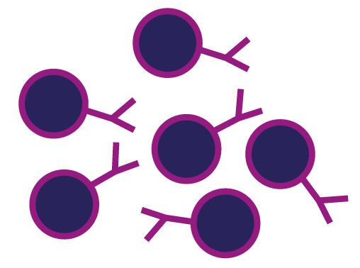 This picture shows the CAR T-cells multiplying in the laboratory