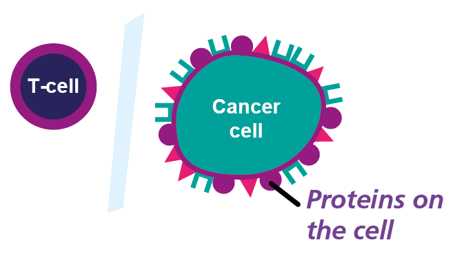 This picture shows the Cancer cell hiding from the T-cell