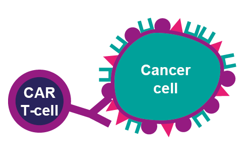 This picture shows the CAR T-cell attacking the cancer cell