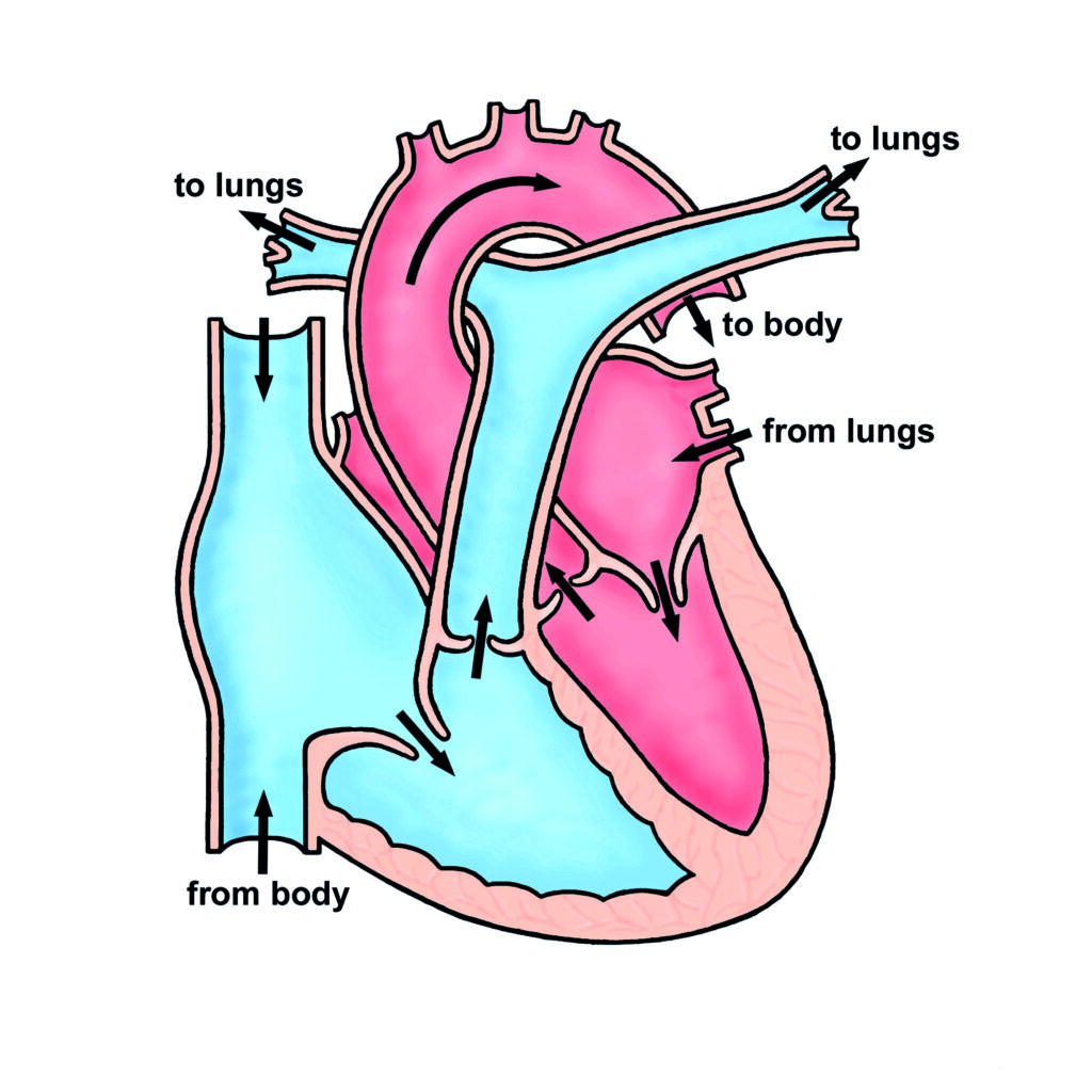 Image of a normal heart.