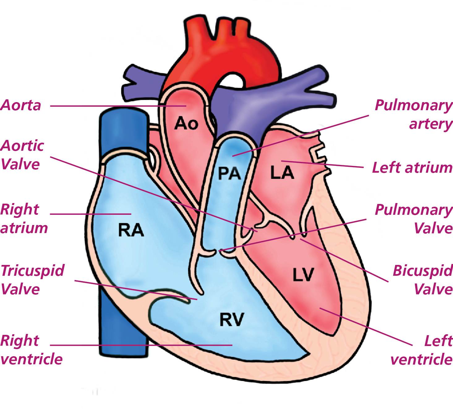 Illustration showing the internal structure of the heart including chambers and valves