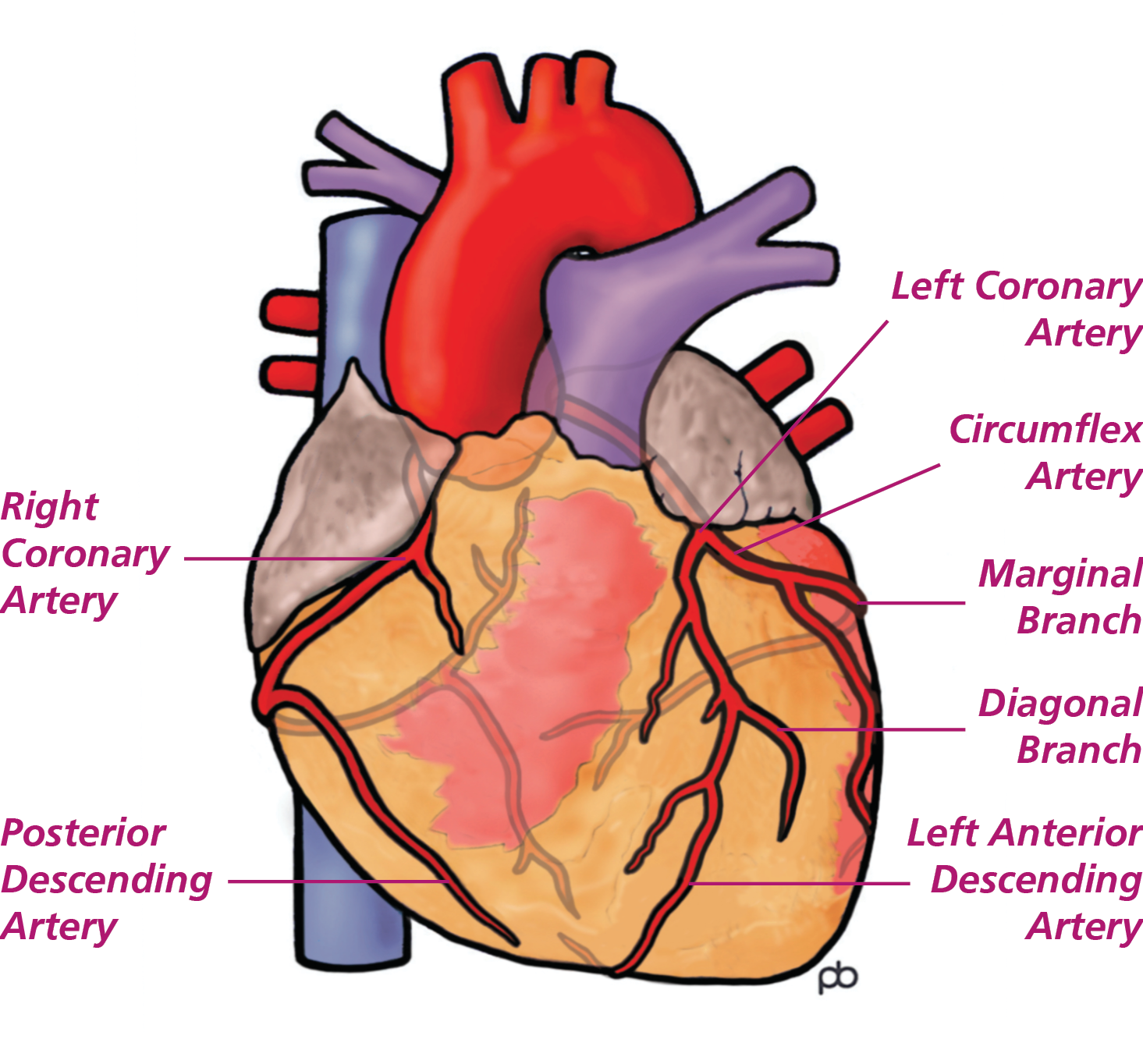 Illustration of the heart showing main arteries and branches