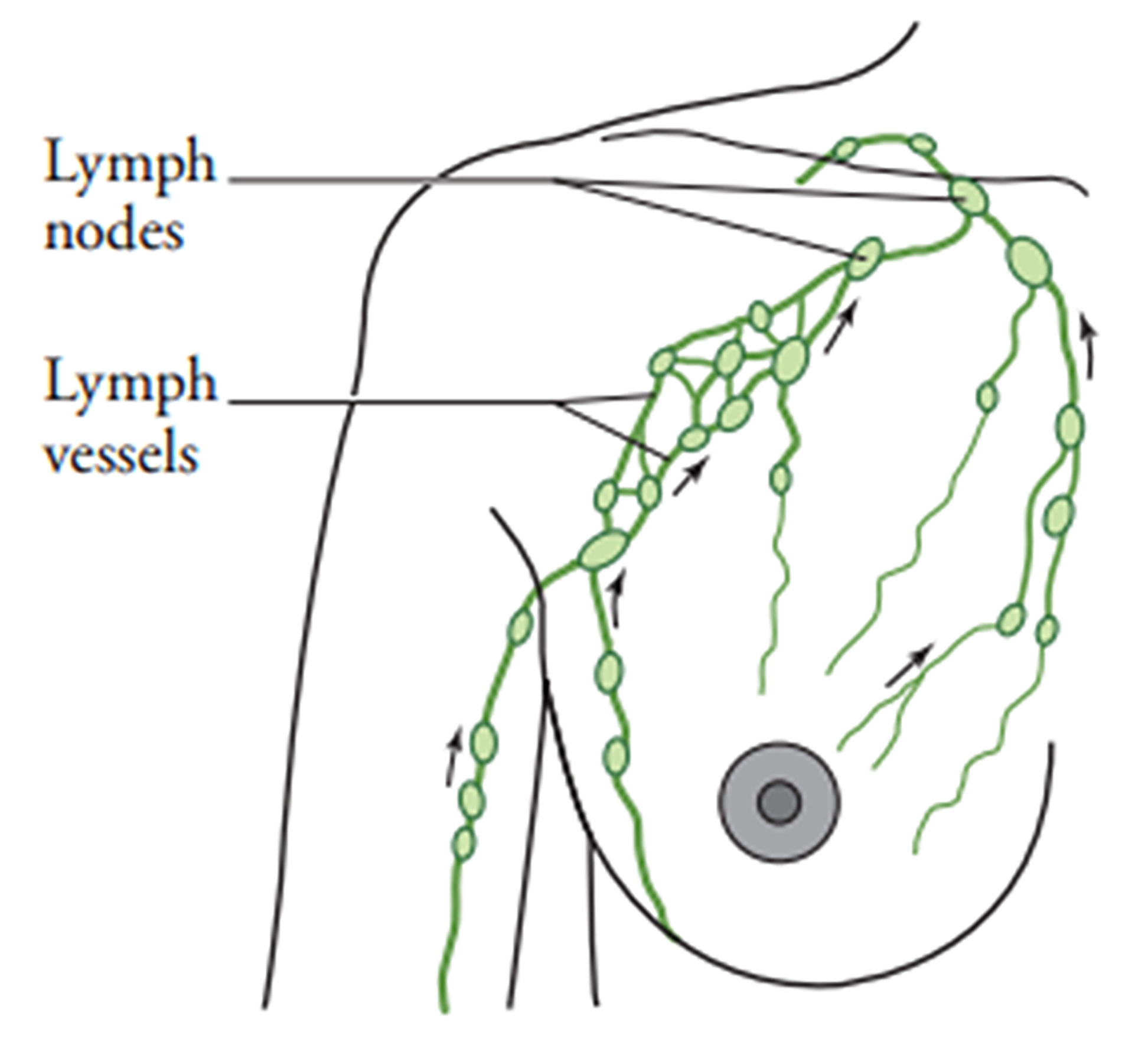 A diagram of the lymph nodes and lymphatic vessels present in the breast.