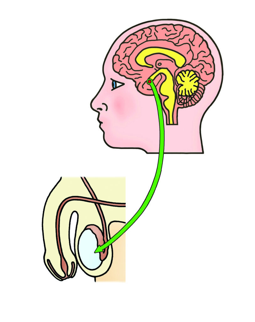 FSH and LH hormones are produced from the pituitary gland in the base of the brain. 

Taking GnRH analogues (&lsquo;blockers&rsquo;) or oestrogen will stop FSH and LH release.

FSH and LH control sperm production in the testes.