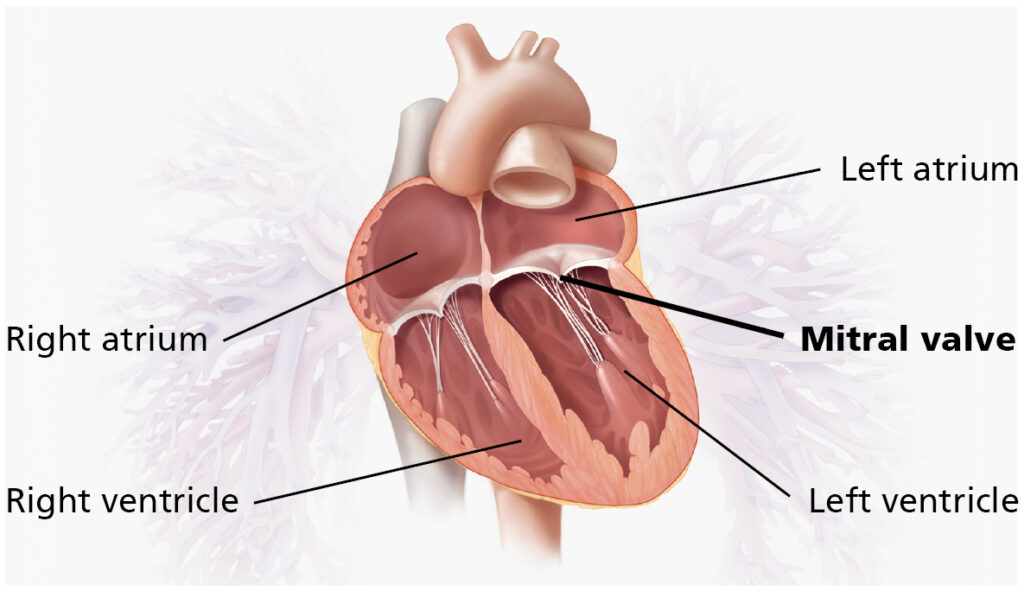 Illustration of a cross section of the heart showing the right and left atrium, the right and left ventricle and the mitral valve