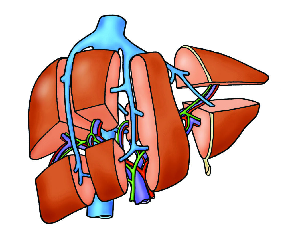 Diagram showing the liver divided into its 8 segments and the blood vessels and bile ducts that supply these segments