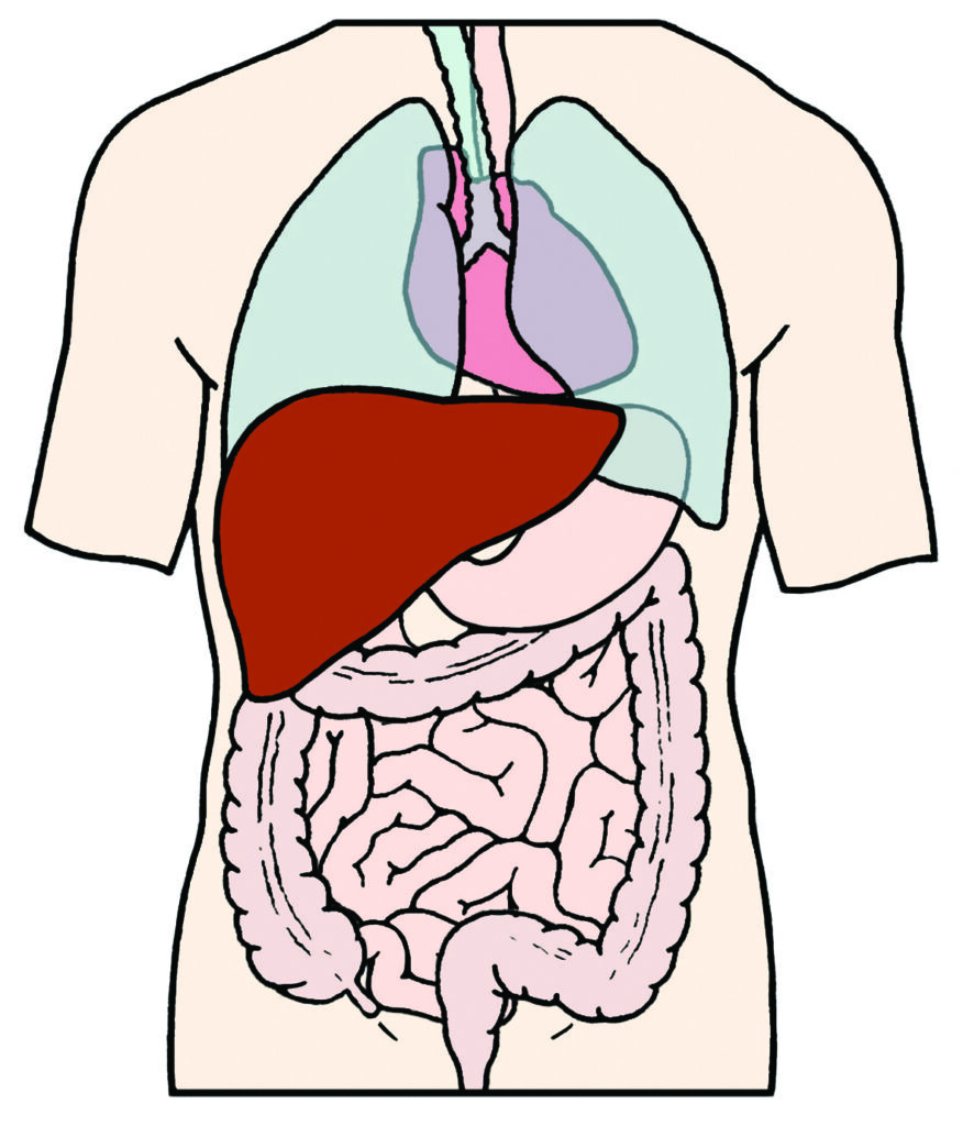 Diagram showing that the liver is located on the right hand side of the body underneath your ribs.