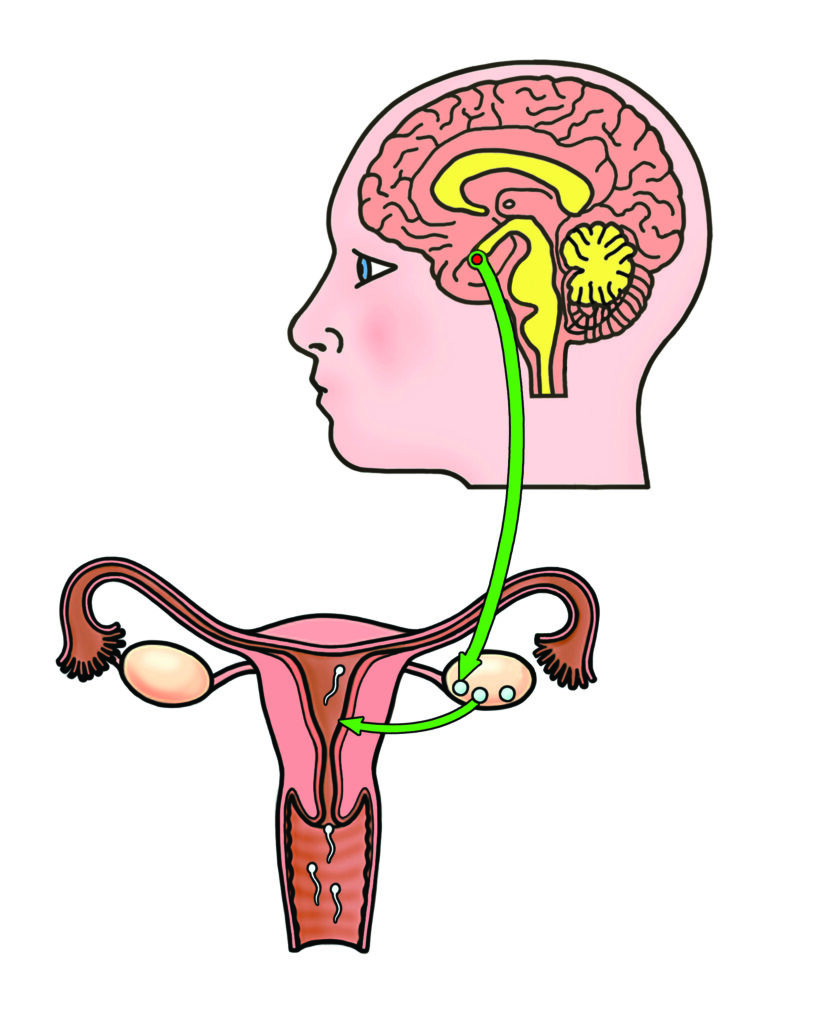 A drawing that shows a cut away picture of the head and brain to show where the hormones come from. The hormones enter the blood stream which carries the signals to the ovary (also shown). When the ovary begins the development of an egg, more hormones are produced here which go into the blood and send signals to the womb to thicken the lining. 