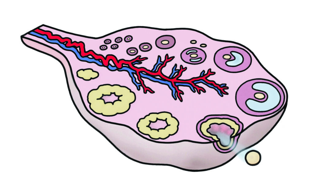 An illustration of a normal ovary.