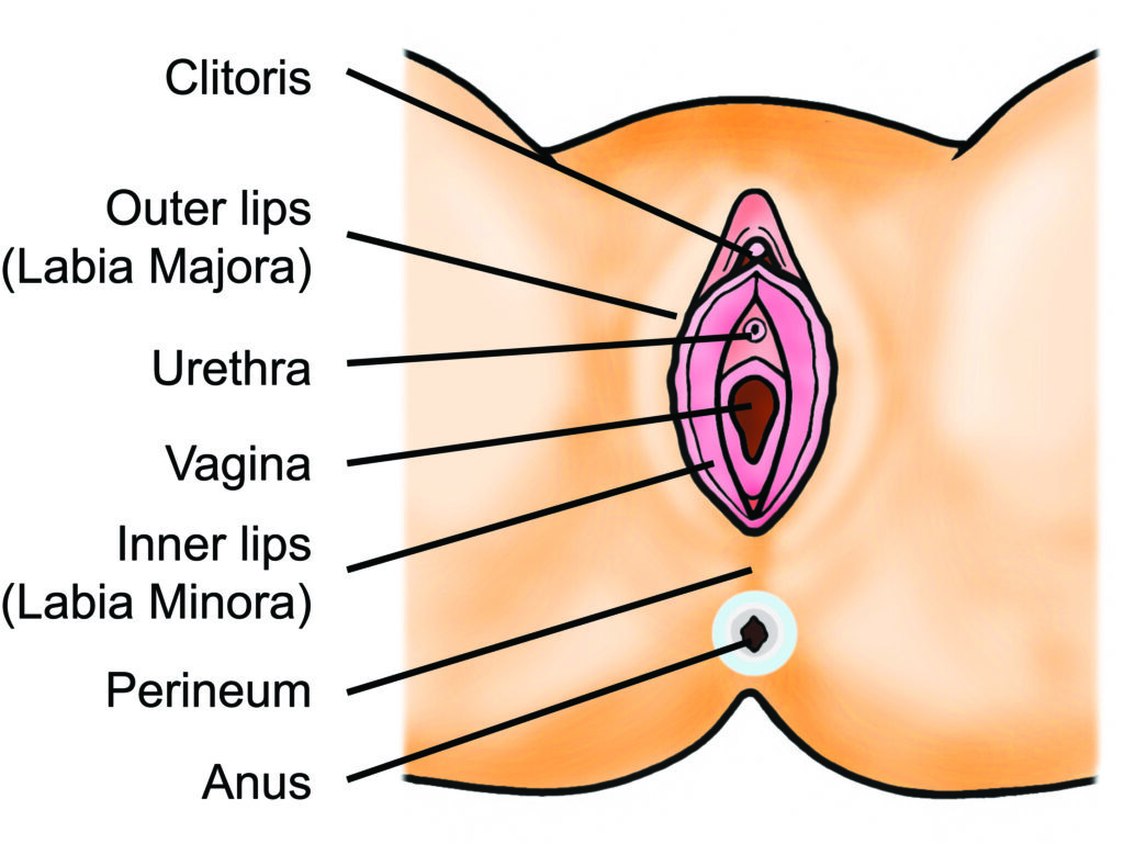 Illustration of a visual and / or touch inspection of the vulva.