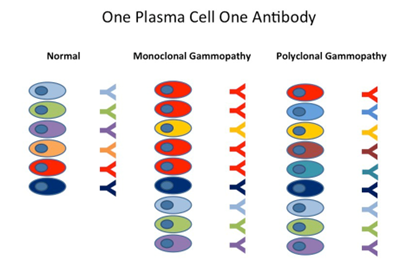 immunoglobulin result