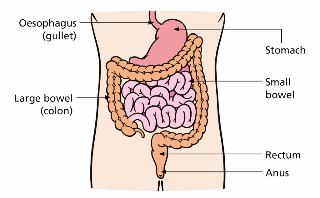 Picture of the digestive system showing labels for the oesophagus (gullet, stomach, large bowel (colon, small bowel, rectum and anus