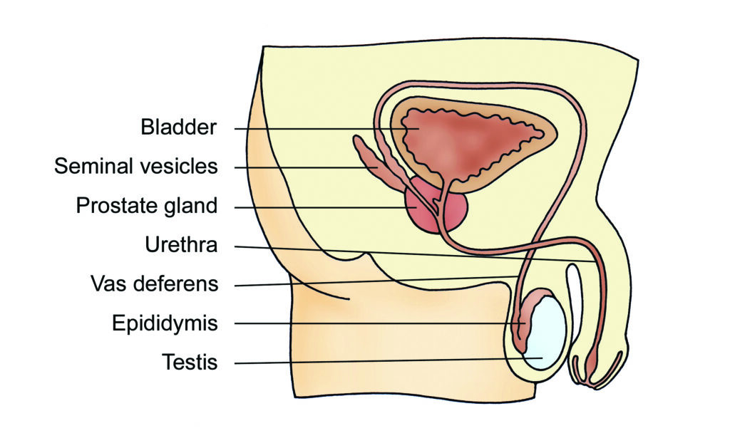A drawing of the testes where sperm are made, showing the tubes that the sperm travel along (epididymis, vas deferens, prostatic urethra and urethra) through the penis to the outside.